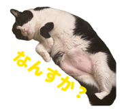 841802243