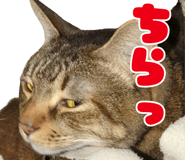 841841306