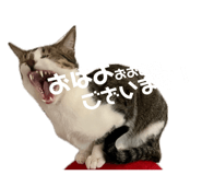 841903155
