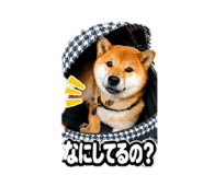 841987977