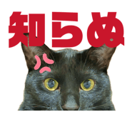 842013247