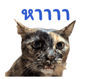 842016929