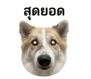 842017341