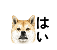 842053250
