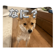 842068657