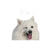 842081102