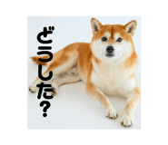 842084625