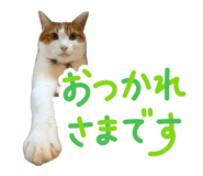 842116251