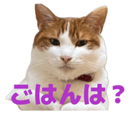 842116266