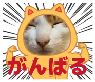 842116278