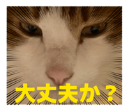 842116279