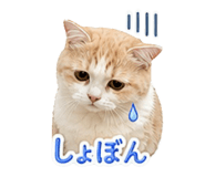 842120243