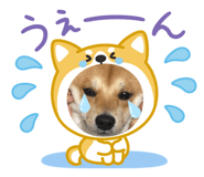 842133253