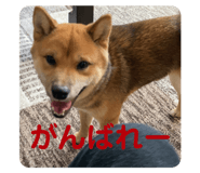 842133589