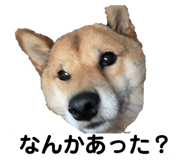 842133612