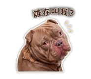 842146461