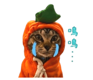 842146707
