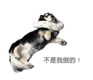 842147197