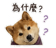 842147263