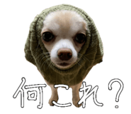 842148827