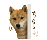 842149525