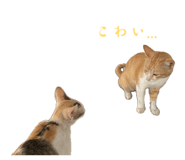 842152592