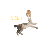 842152594