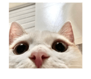 842160255