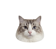 842177769