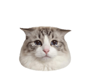 842177772