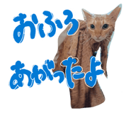 842184646