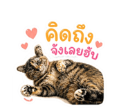 842216627