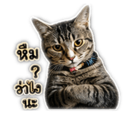 842261341
