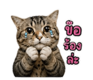 842261355