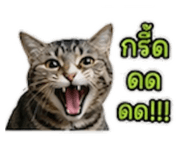 842261365