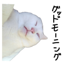 842263273