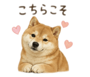 842263706