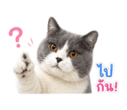 842287667