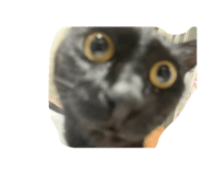 842288419