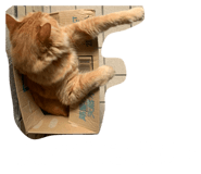 842288421