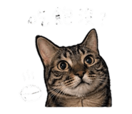 842289294