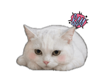842289681