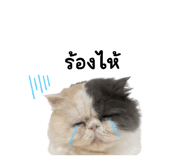 842290743