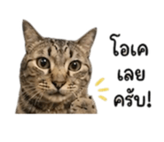 842291520