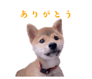 842293351