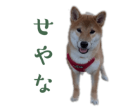 842293355
