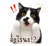 842295366