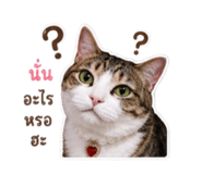 842303043