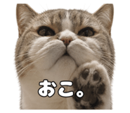 842304955