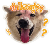 842306430